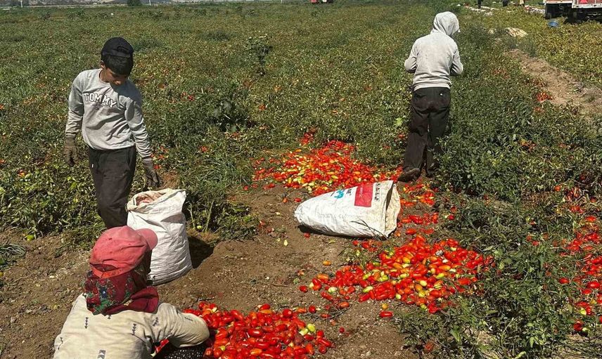 Çeltik ilaçlarıyla kirlenen sulama suyu domateste dönüm başına 7 tona varan kayba yol açtı