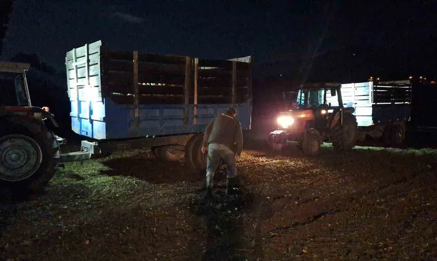 Gece mesaisiyle yağmura karşı yarışan pancar üreticileri