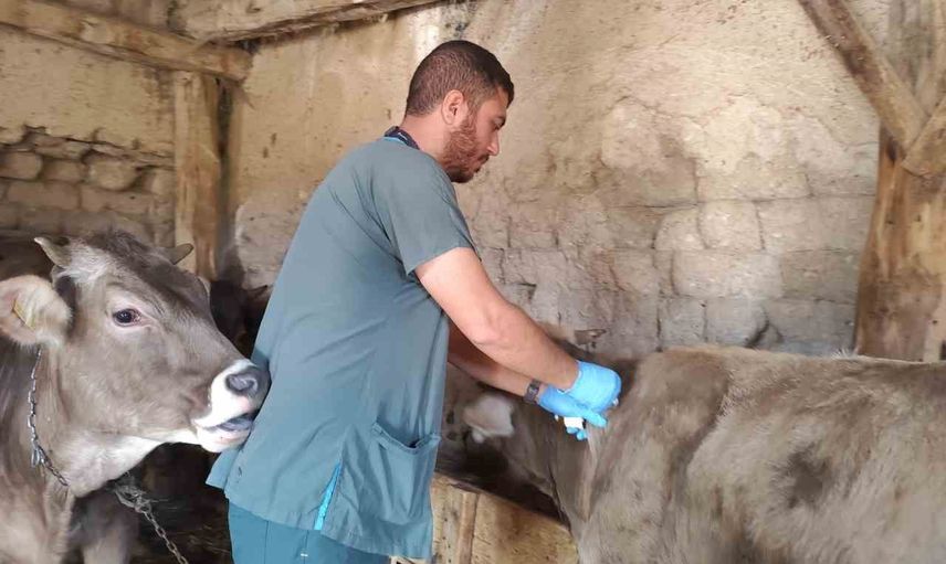 Sivas’ta kırsalda seferberlik: 350 bin büyükbaş şap aşısı ve küpeleme başlıyor