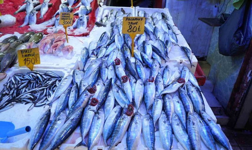 Palamut, Samsun rıhtımlarına erken uğradı