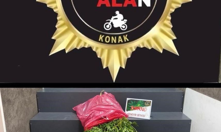 Bahçede bulunan 40 kök kenevir operasyonla ele geçirildi, şüpheli tutuklandı