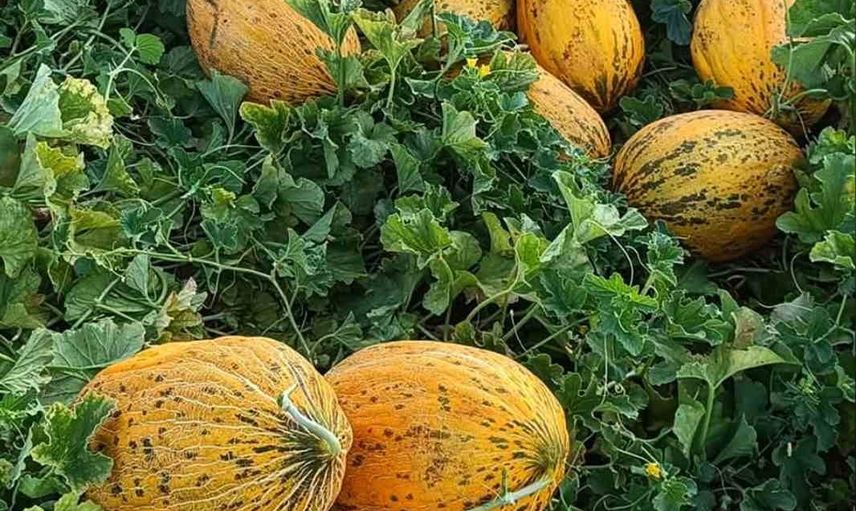 Araban ovası'nda güz kavunu hasadı başladı