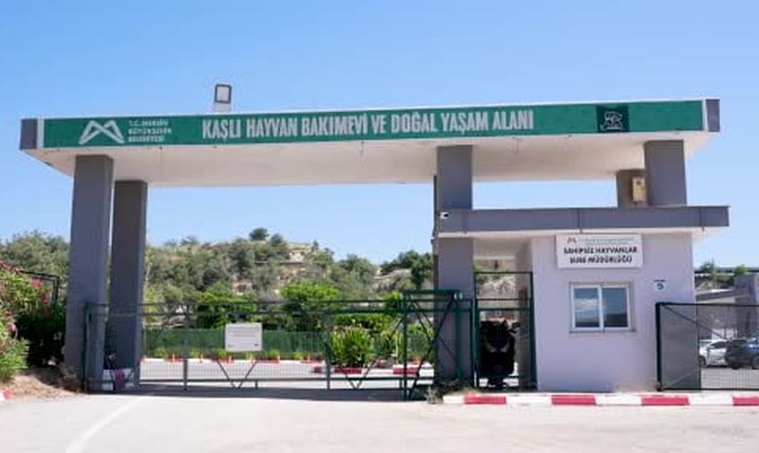 Mucizevi geri dönüş: Mersin'de tedaviyle yürümeyi öğrenen köpek sıcak yuva bekliyor