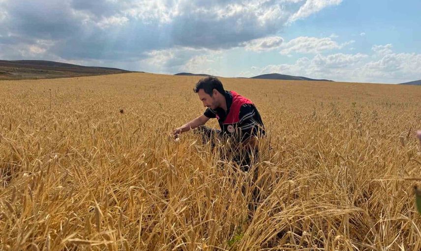 Bayburt’ta hububat tarlalarında sarı pas alarmı: hasat öncesi kapsamlı denetim