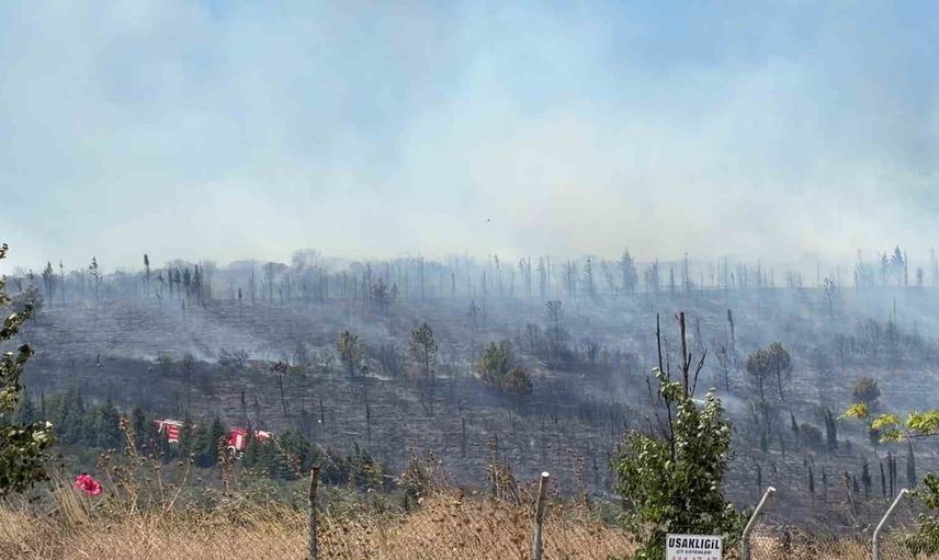 Gebze Beylikbağı'nda alev alarmı: ekipler ormanda müdahale ediyor