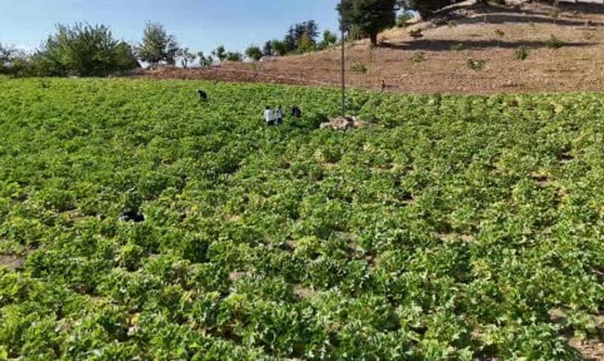 Depremden sonra tarlasına döndü: kabakla geçimini sağlıyor