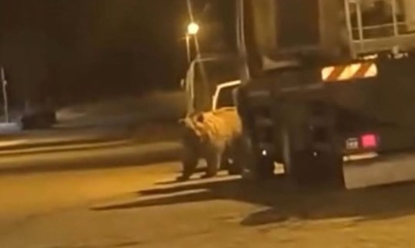 Gece yarısı Saraydüzü'nde araçların arasında dolaşan ayı vatandaşları şaşırttı