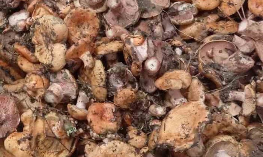 Kanlıca mantarı bereketi Beypazarı'nın yükseklerinde