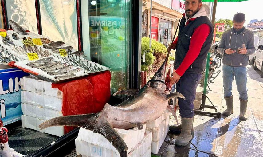 ankara dikmen'de 2,5 metrelik kılıç balığı müşterilerin ilgisini çekti