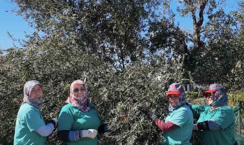 Ayvalık'ta kadınlar toprağı bereketlendiriyor: başkandan kadın çiftçilere kutlama