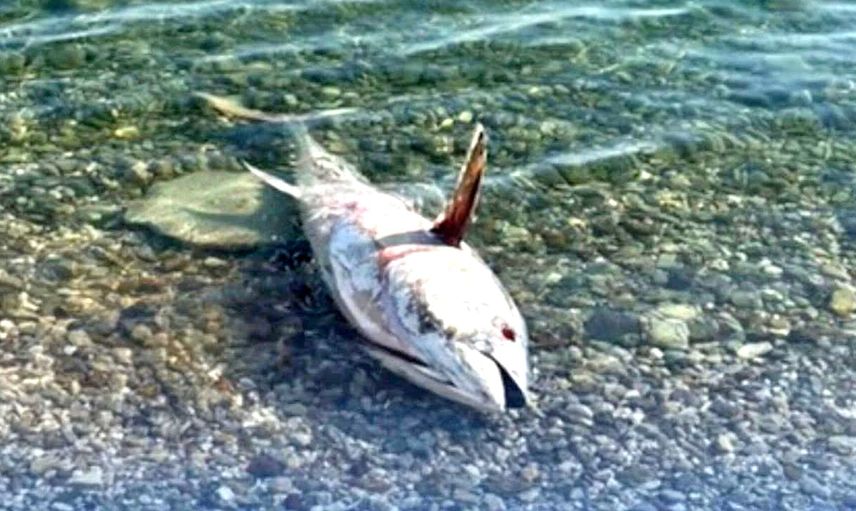 Çeşme ve Karaburun’da orkinos ölümleri çevresel uyarı veriyor