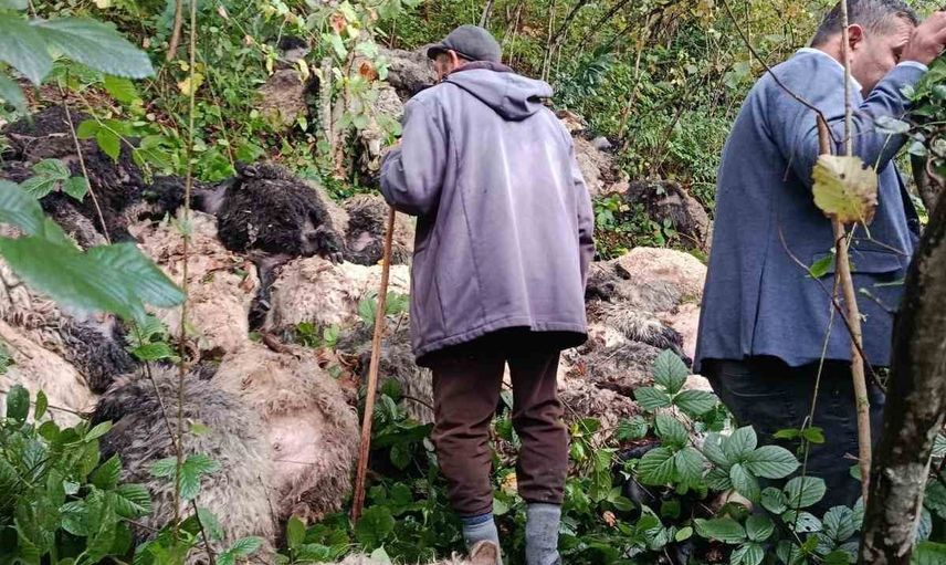 Maçka'da yabani hayvan paniği: 184 koyun uçurumdan yuvarlandı