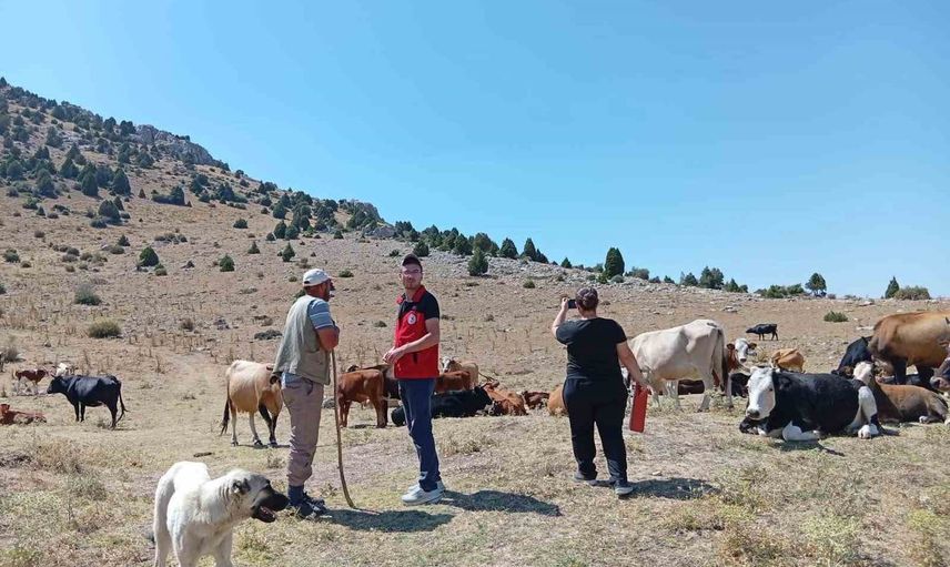 Yerli kara sığırların korunması için Çay'da kapsamlı saha çalışması