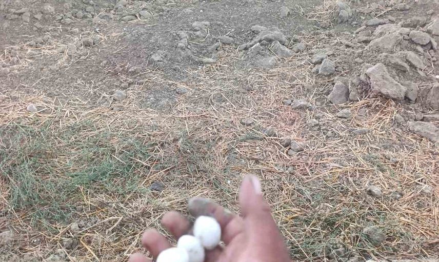 Kozan'da ceviz büyüklüğünde dolu tarlaları beyaza bürüdü