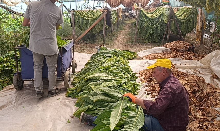 Deneme tütünü ilçenin geçim kaynağına dönüştü