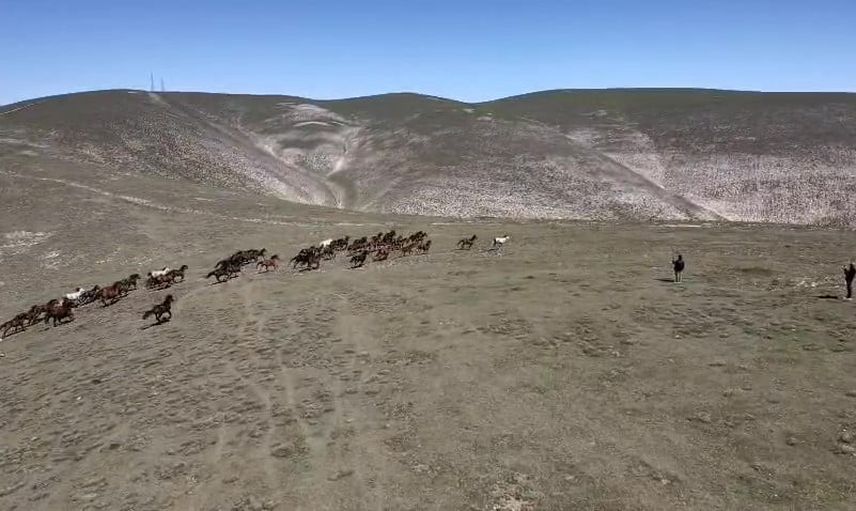 Akdağ'ın doğal mirası yılkı atlarının zirve koşusu