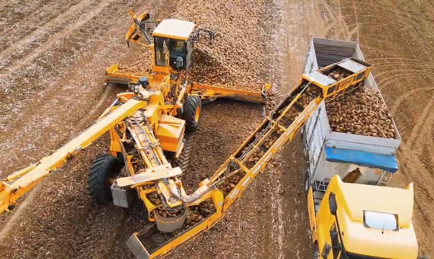 Maksutlu'da pancar bereketi: dekara ortalama 10 ton verim