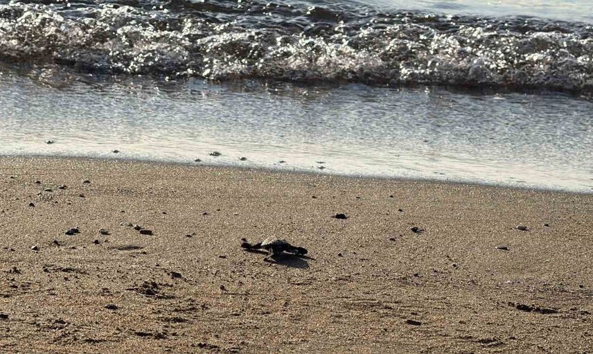 Kumsaldan denize: Kargı Koyu'nda 62 caretta caretta yavrusu denizle buluştu