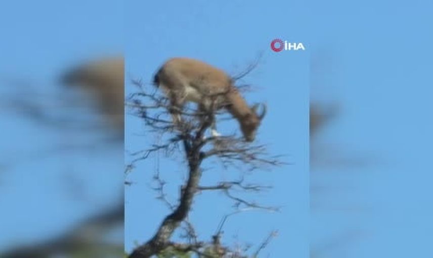 Ağacın tepesinde Artvin'de yaban keçisinin sıra dışı görüntüsü