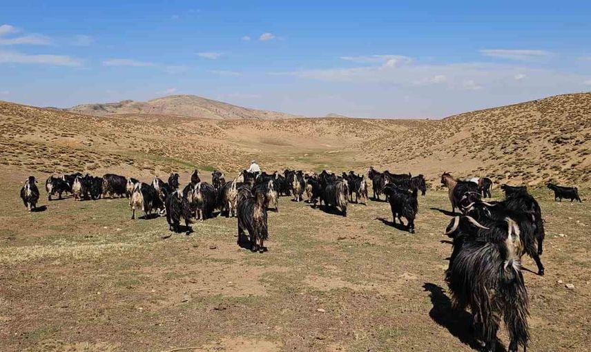 Bursa'dan Muş'un dağlarına: 110 küçükbaşla yeniden kurulan yaşam
