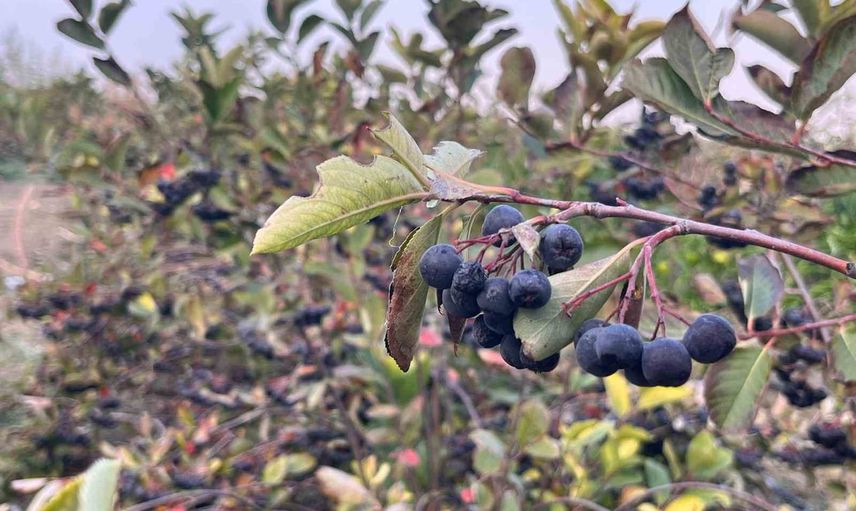 Tekirdağ'da aronya bereketi: Hayrabolu'da beş dönümden yaklaşık 2 ton