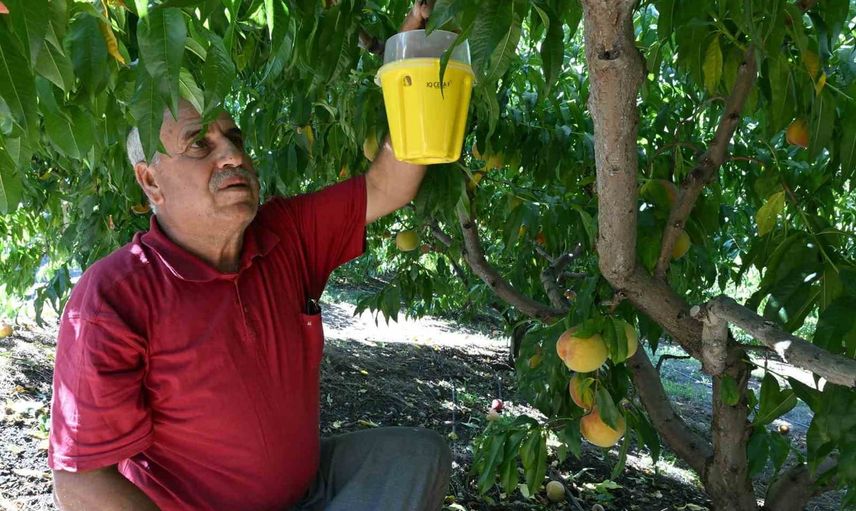 Mersin'de üreticiyi koruyan biyoteknik hamle: 80 bin feromon tuzak hedefi