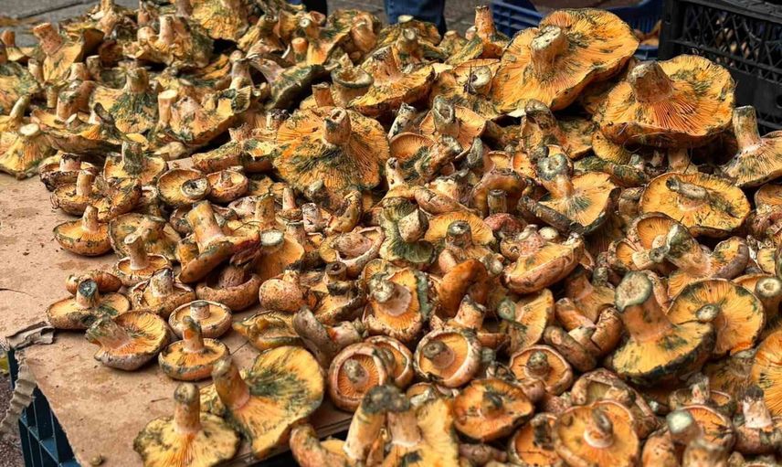 Tavşanlı'da dağ mantarı tezgâhlarda: fiyatlar yağışa göre şekilleniyor