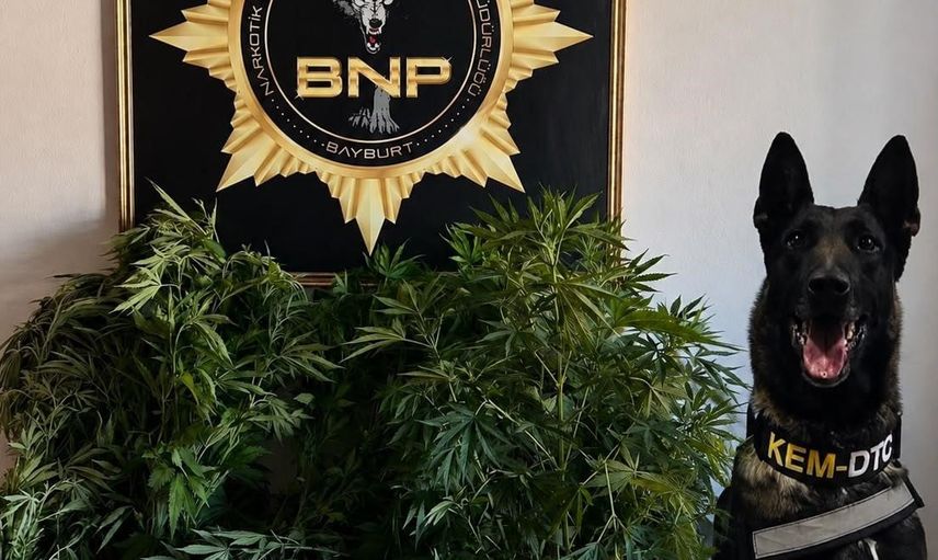 Bayburt’ta 27 kök Hint keneviri ele geçirildi