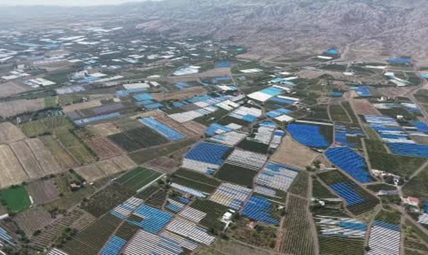 Hasatın merkezinde Ağın Beyazı: köylerden 80 bin ton hedef