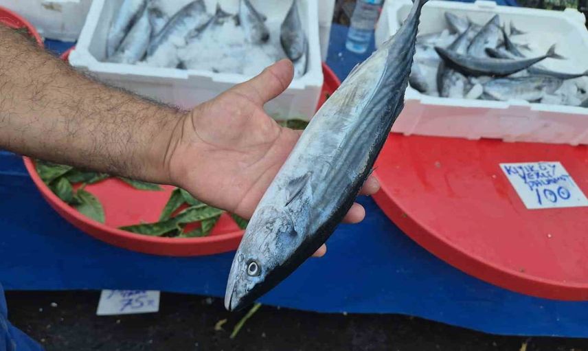 Fırtınaya rağmen palamut tezgâhlarda uygun fiyata tüketiciyle buluşuyor