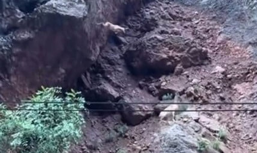 Munzur Vadisi'nde dağ keçilerinin kayalıklardan atlayışı kameraya yansıdı