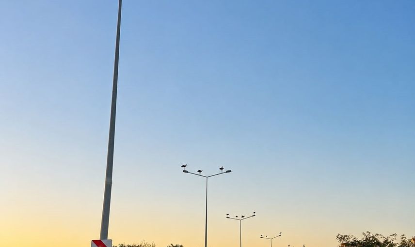 Muratlı'da göç yolunda renkli mola: leylekler direkleri mesken tuttu