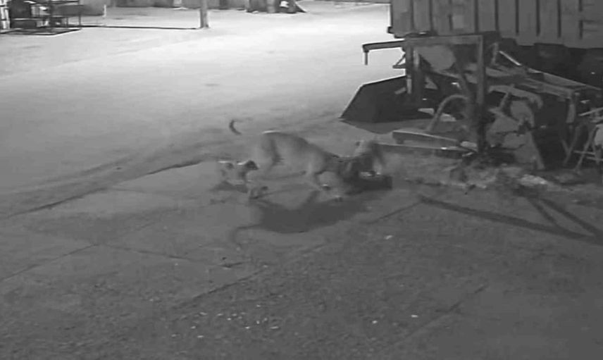 Sanayi sitesinin maskot köpeklerine saldırı güvenlik kamerasında