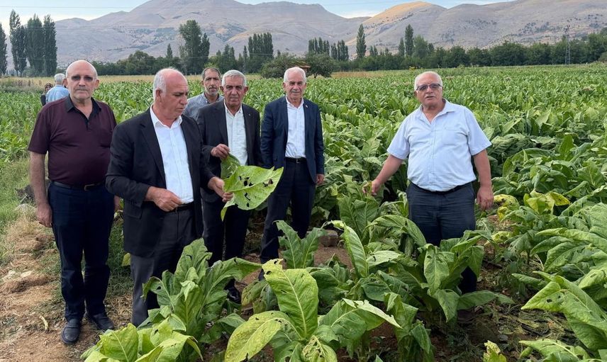 Çelikhan'da 15 dakikalık dolu tütün üretiminde büyük zarara yol açtı