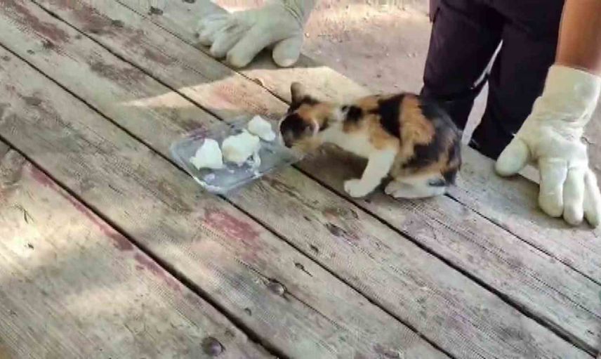İtfaiyenin müdahalesiyle çam ağacından kurtarılan yavru kedi