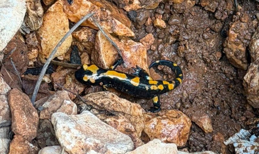 Sugözü'nde nadir ziyaret: ateş semenderi piknikçilere sürpriz yaptı