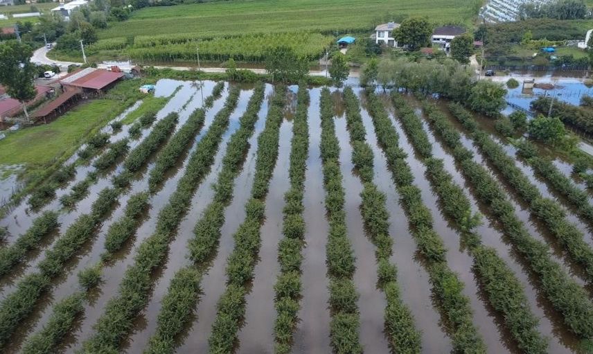 Çarşamba’da 17 gün sonra yeniden su baskını tarımı vurdu