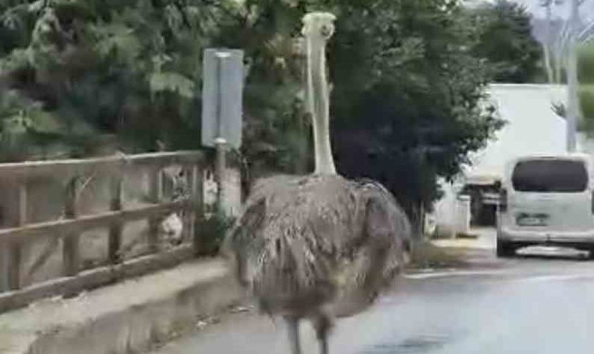 Şile trafiğini şaşkına çeviren kaçak deve kuşu sahibine teslim edildi