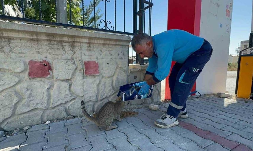 Konteyner kentlerde kalan can dostlara Adıyaman Belediyesi'nden mama ve su desteği