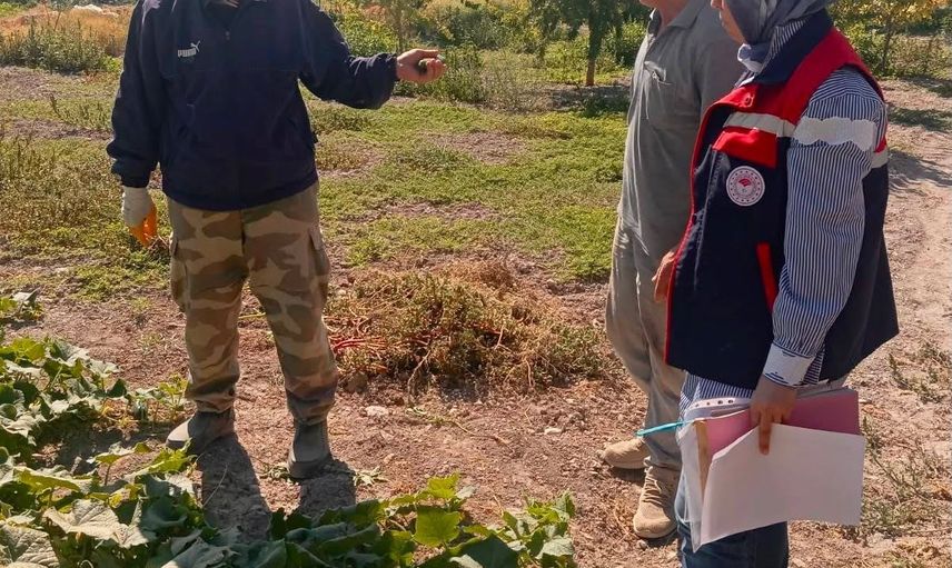 Afyonkarahisar'da kornişon tarlalarında pestisit denetimi: tüketici sağlığı ön planda
