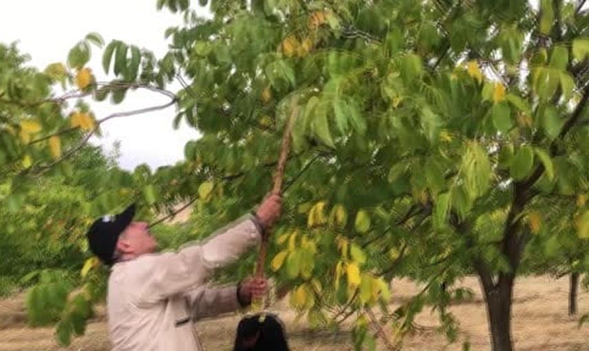 Bingöl'ün en büyük ceviz bahçesinde hasat hedefi: 150 dönümden 6 ton