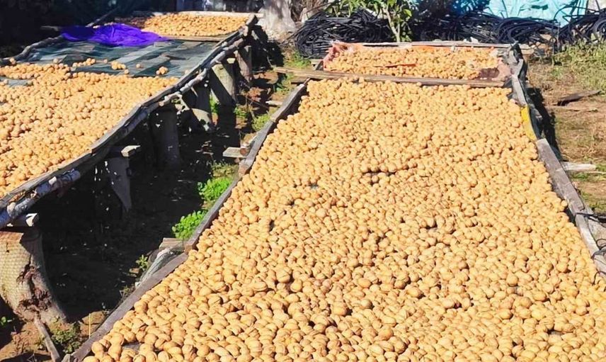 Gölyaka'da çift yönlü bereket: elma ve ceviz hasadı sürüyor