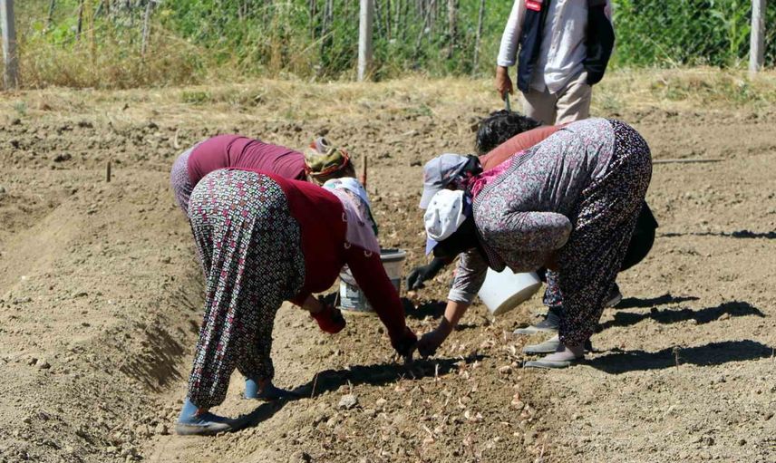 Safranbolu'da hasada hazırlık: safran soğanları toprakla buluştu