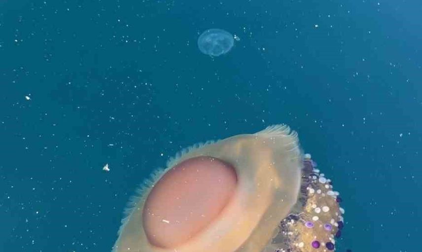 marmara açıklarında sahanda yumurta görünümlü denizanası görüntülendi