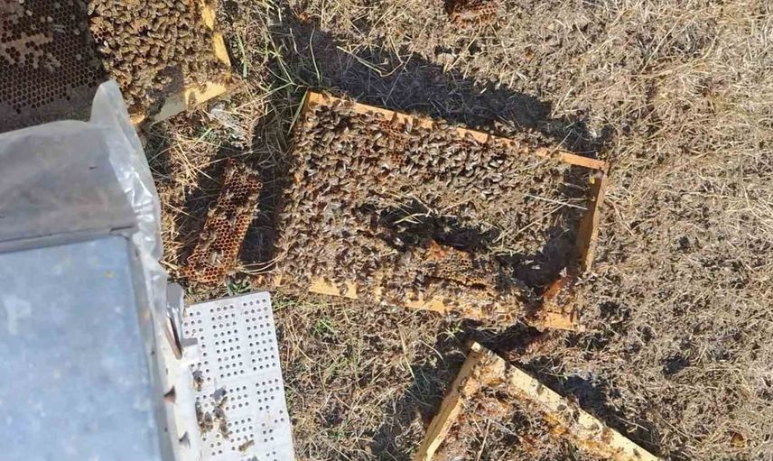 Bozkır'da ayılar arılıkta kovan ve petekleri parçaladı