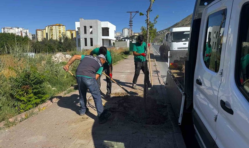 Kuruyan ağaçların yerine iklime uygun fidanlarla yenilenme sürüyor