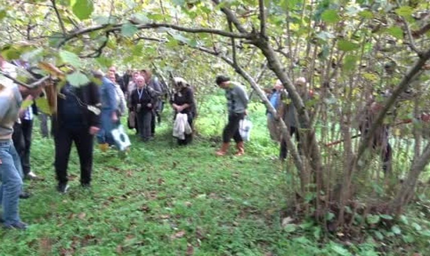 Giresun'da sahada budama eğitimiyle verim ve kaliteyi yükseltme çalışmaları