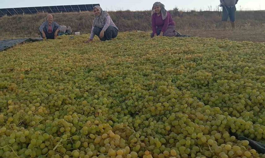 Çiftçiler sultani çekirdeksiz üzümde fiyat belirsizliği nedeniyle kuru üzüm yolunu seçti
