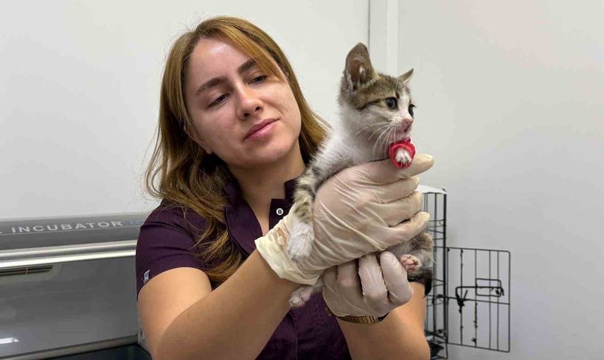 Bandırma’da darbelere maruz kalan yavru kedi yoğun bakımda