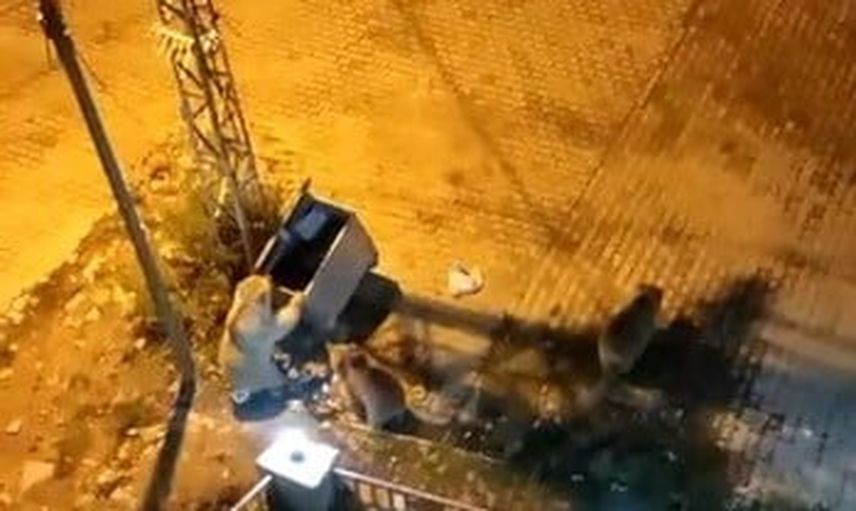 Kars'ta Sarıkamış mahallesinde yedi ayı çöpleri karıştırdı